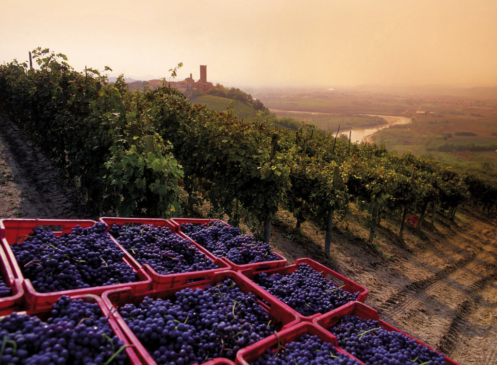 Langhe - Vista sulle vigne di Barbaresco - SiTI, Torino