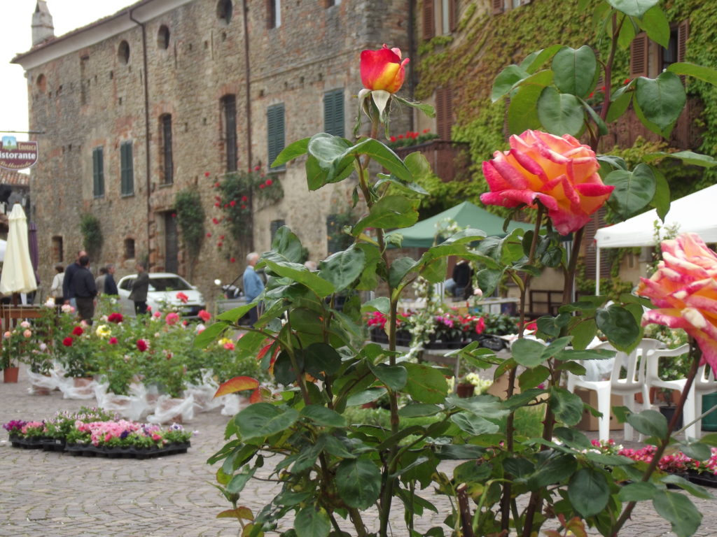 Festa della fioritura delle rose a Bossolasco