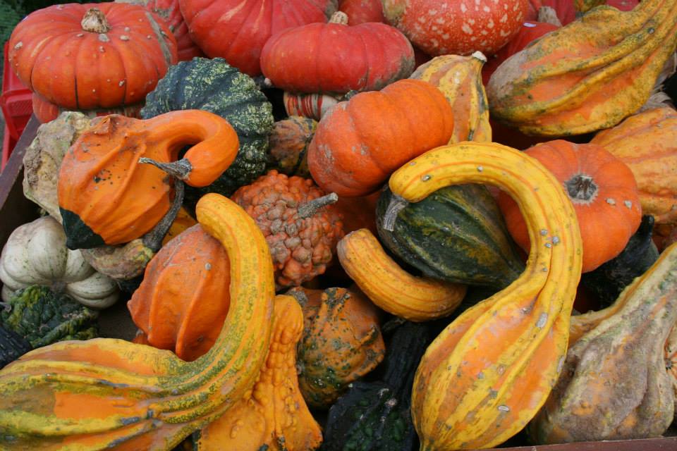 Fiera regionale della zucca a Piozzo