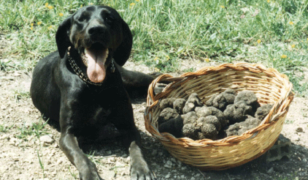 Il tabui, ovvero il cane da tartufo: il grande alleato del trifolao