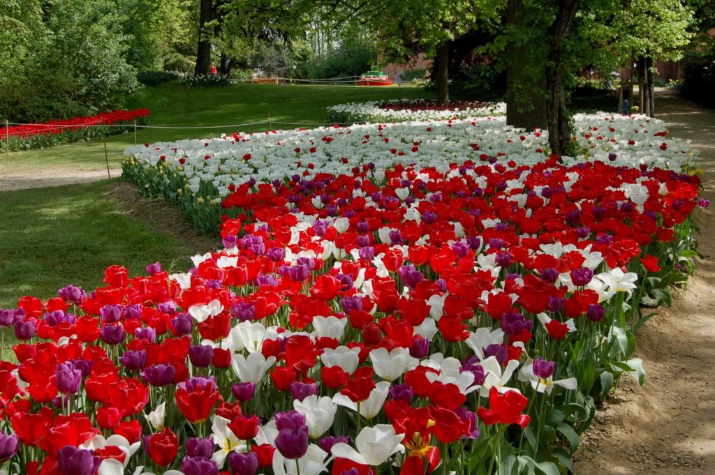 Lo spettacolo dei tulipani in fiore a Messer Tulipano